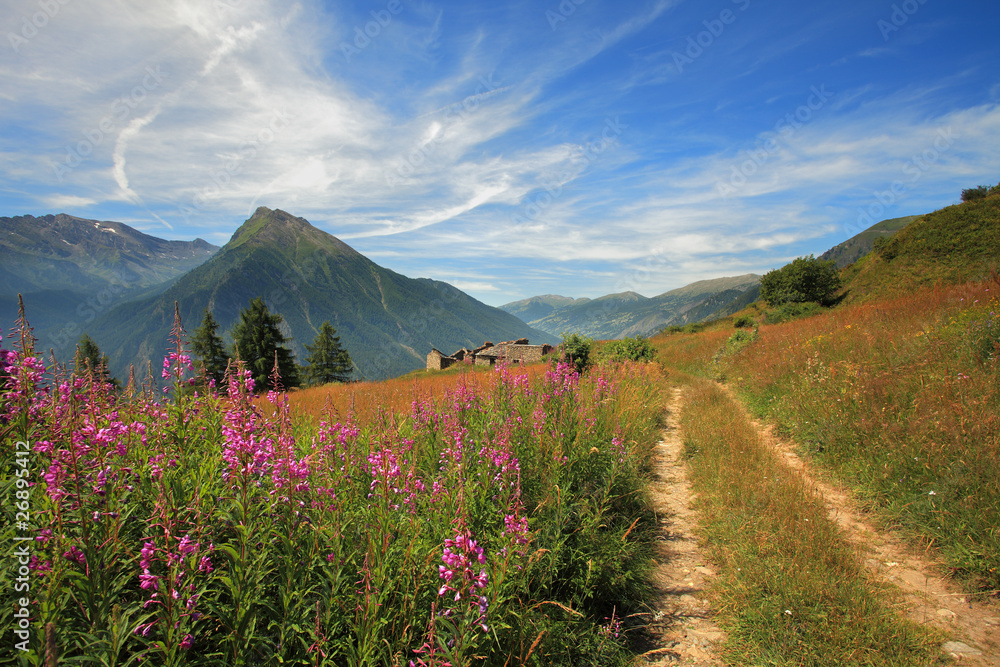 Fields and meadows in Alps.