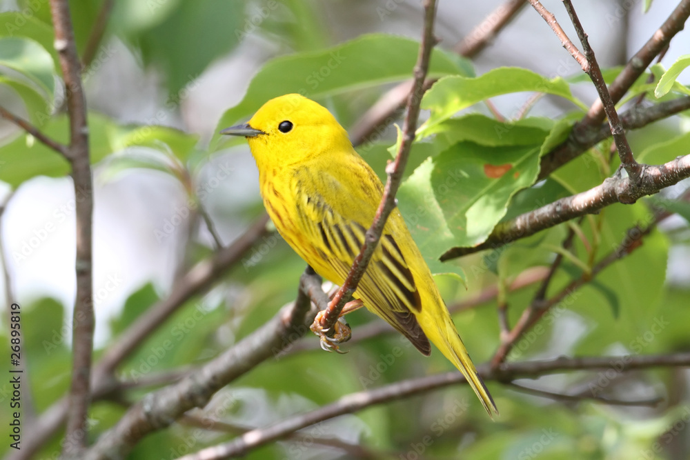 Yellow Warbler (Dendroica petechia) Yellow Warbler (Dendroica petechia)