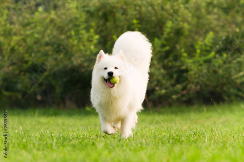 Samoyed