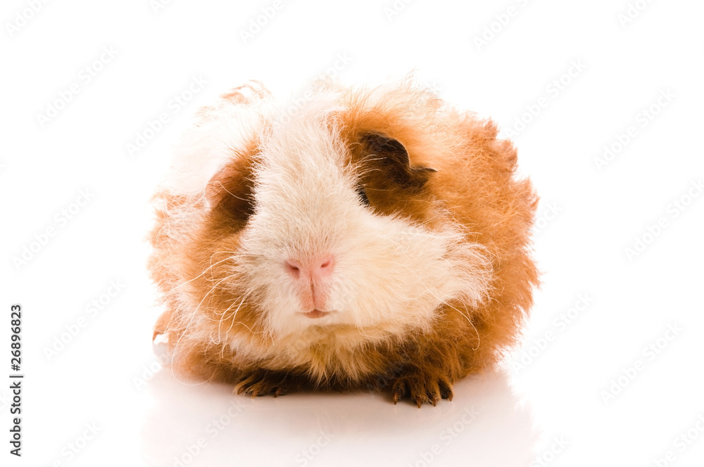 baby guinea pig. texel. isolated on the white baby guinea pig. texel. isolated on the white