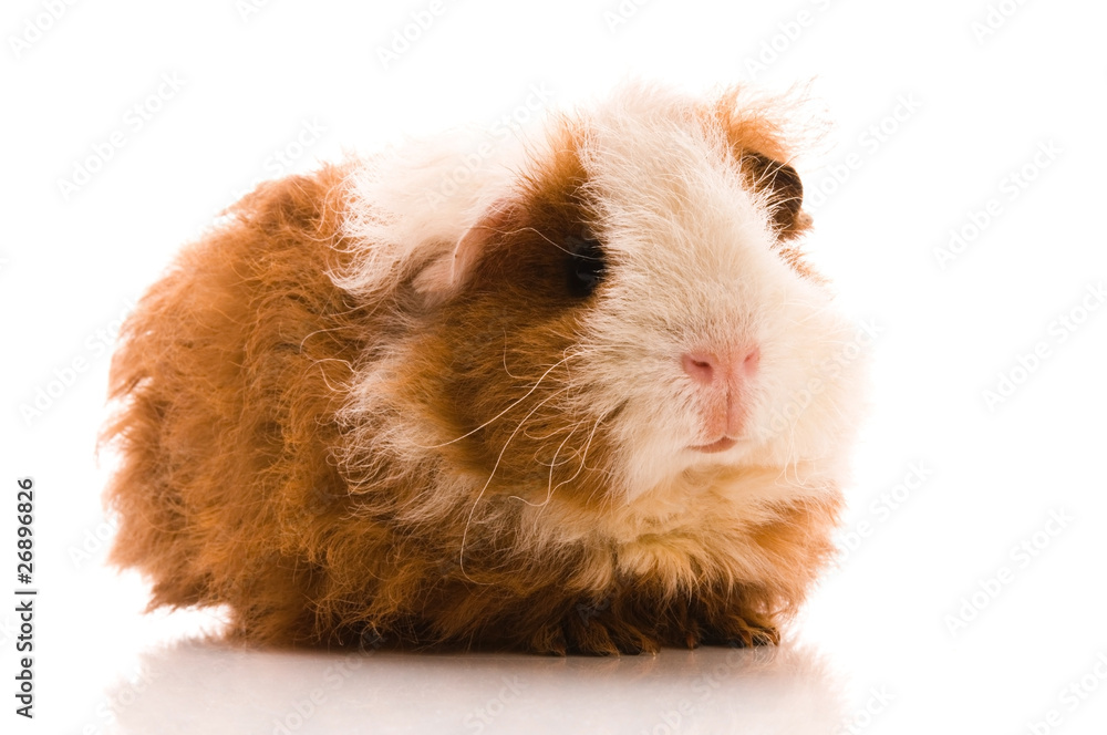 baby guinea pig. texel. isolated on the white baby guinea pig. texel. isolated on the white