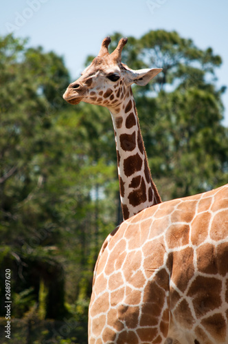 Slika na platnu A head of young giraffe