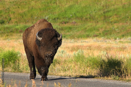 Buffalo walks along the road