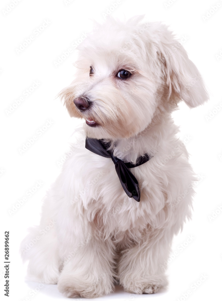 bichon maltese