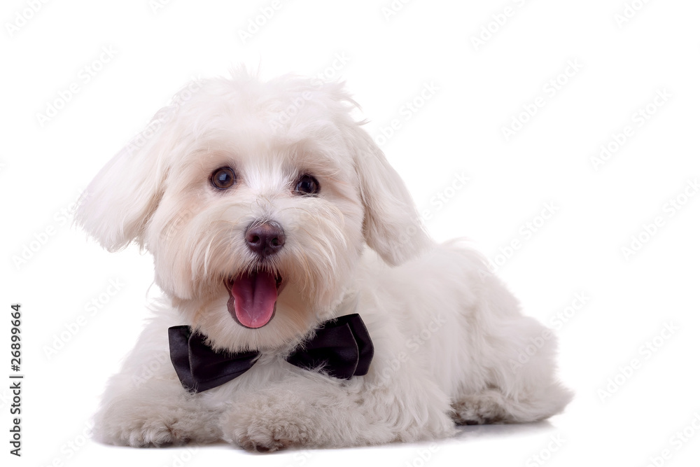 Obraz premium maltese dog with neck bow