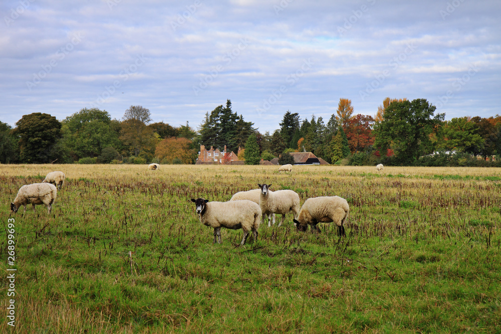 An English Rural Landscape in Autumn An English Rural Landscape in Autumn