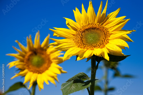 Fototapeta Naklejka Na Ścianę i Meble -  sunflower