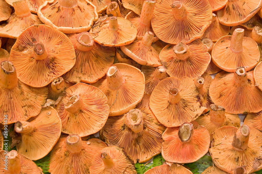 background made of fresh mushroom background made of fresh mushroom