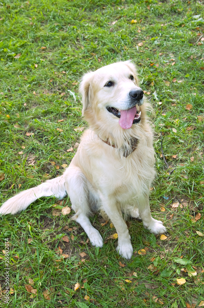 White dog White dog