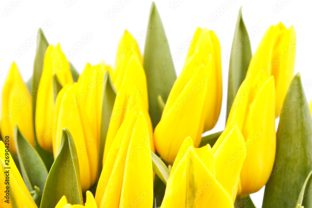 Naklejka premium beautiful yellow tulips