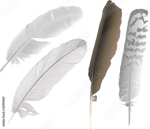 four bird feathers illustration
