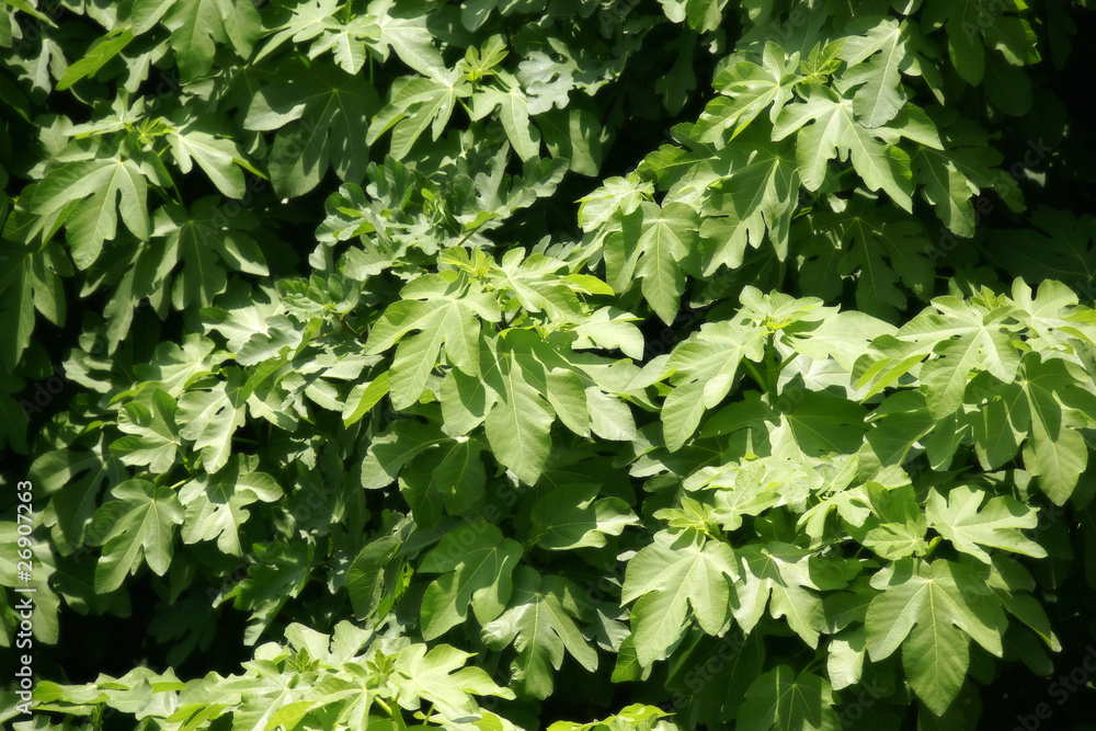 an image of a fig tree in nature an image of a fig tree in nature
