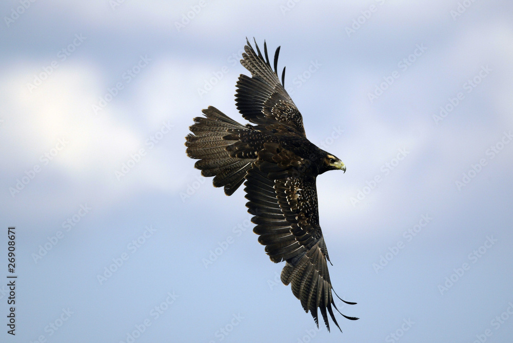 Obraz premium Adler im Flug 3