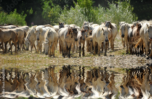 troupeau de chevaux camargues et reflet