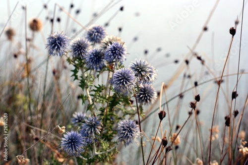 Blue Echinops flowers as a background