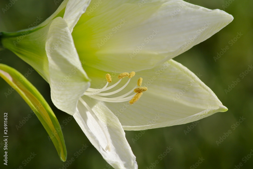 Fototapeta premium amaryllis