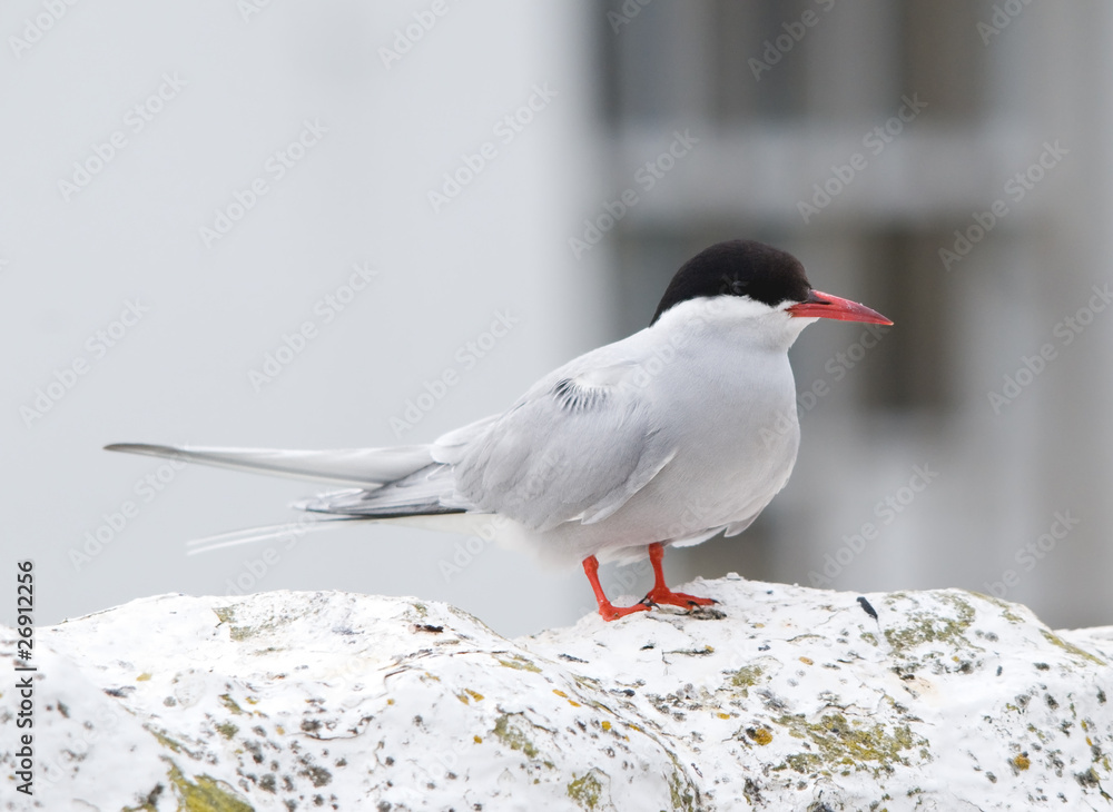 Fototapeta premium Arctic Tern