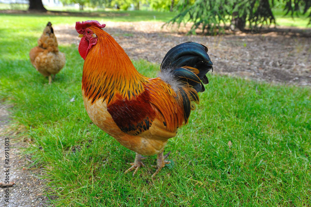 Fototapeta premium Hahn