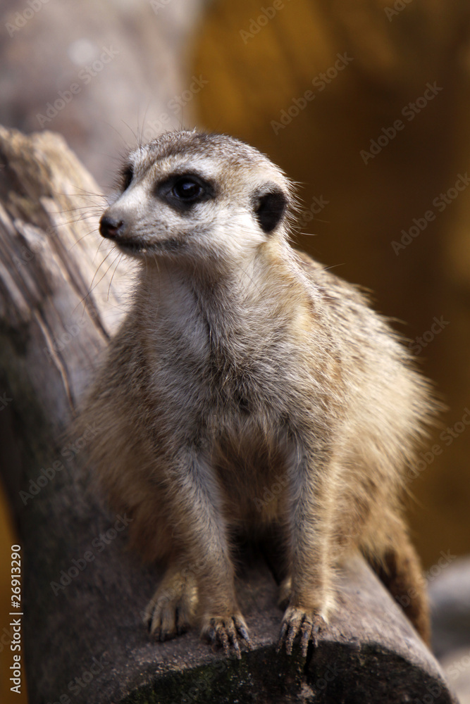 Erdmännchen Erdmännchen