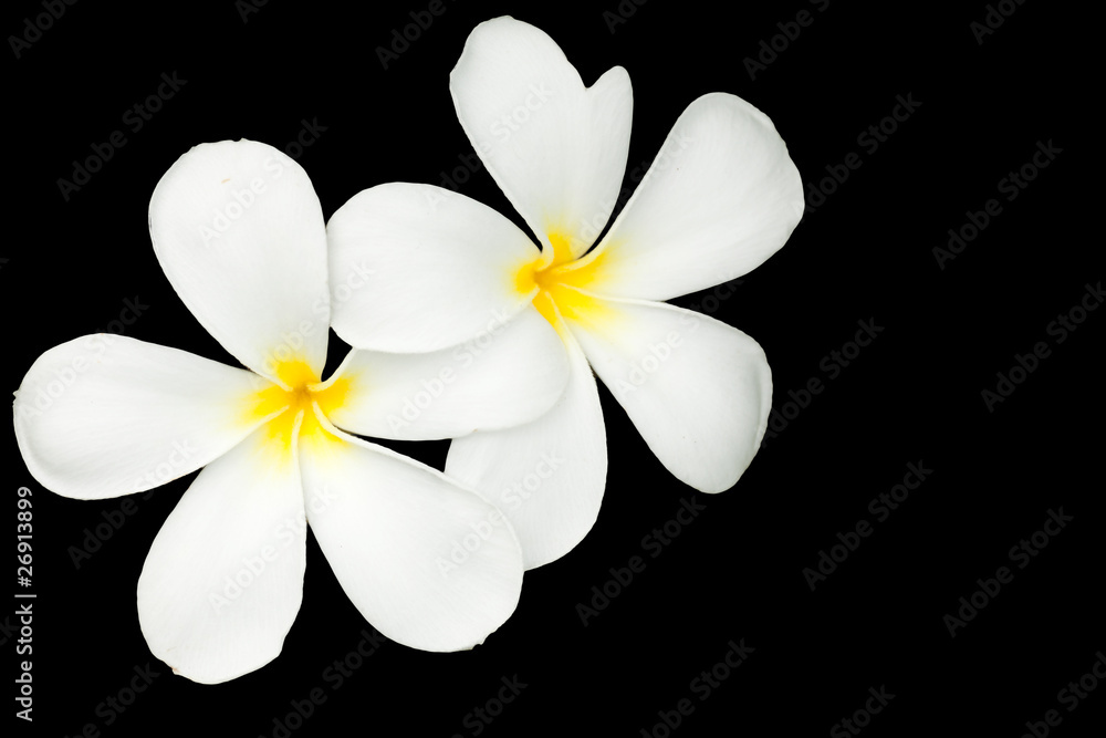 Fototapeta premium Plumeria on black background