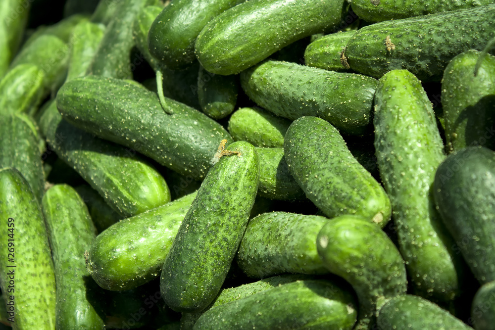 Cucumber Cucumber