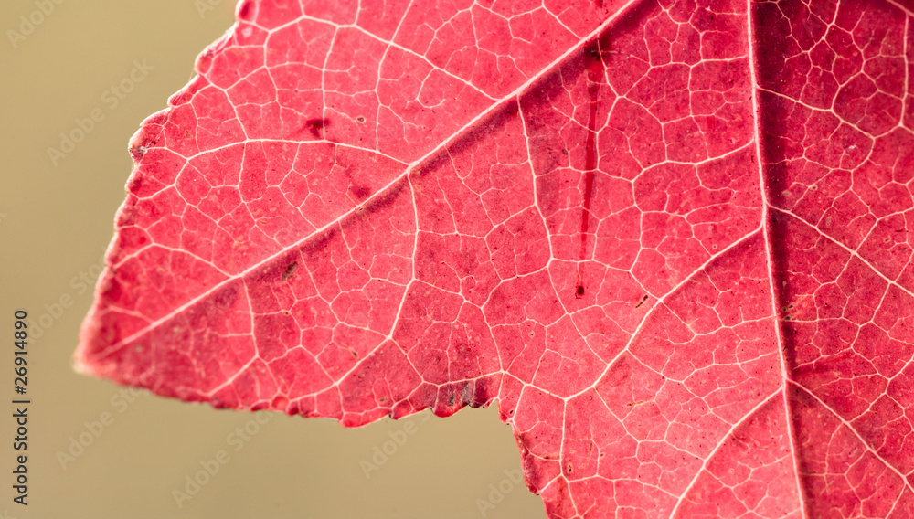 Obraz premium Autumnal, Red leaves of mable