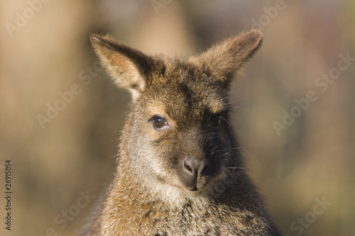 Bennett-Känguru im Blick - Rotnackenwallaby
