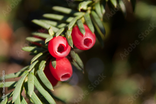 Yew brancs with red fruits