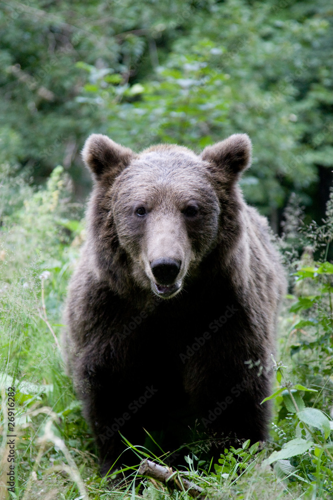 Fototapeta premium Wild Bear In The Forest