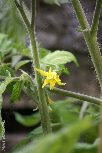 Fleur de tomate