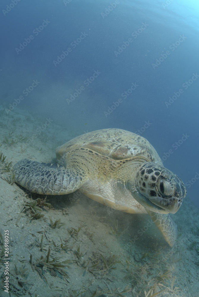 Fototapeta premium Green turtle on a bed of seagrass.