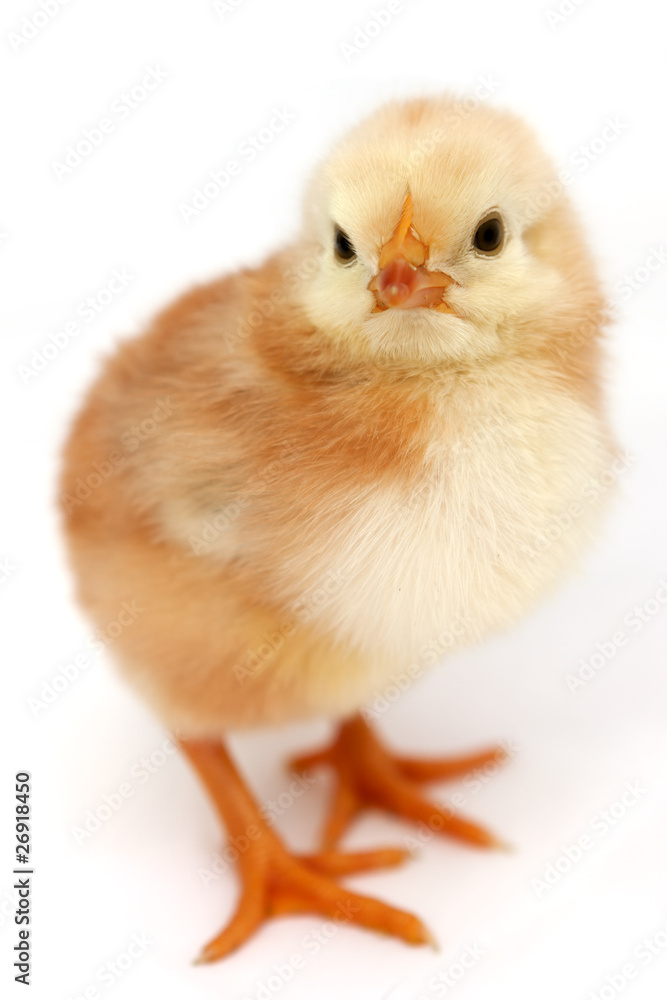 Obraz premium Poussin jaune