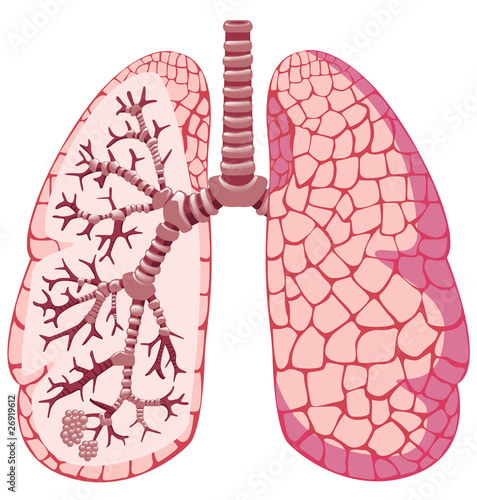 Human lungs