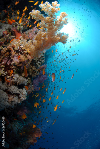 Fototapeta Naklejka Na Ścianę i Meble -  Colourful tropical reef