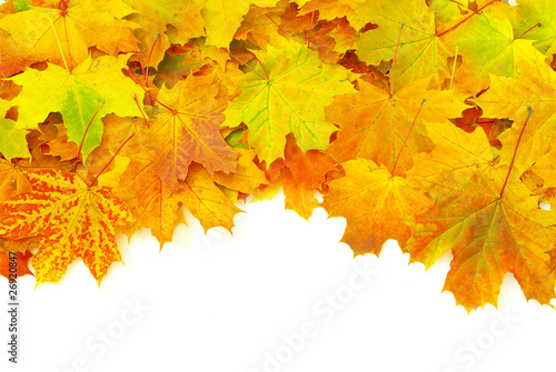 autumn leafs isolated on a white