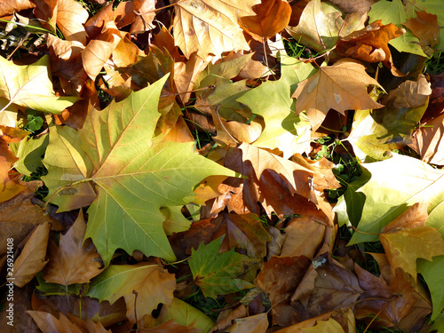 autumn leafs on ground