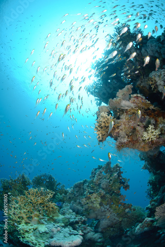 Tropical Glass fish swarm around a pinnacle