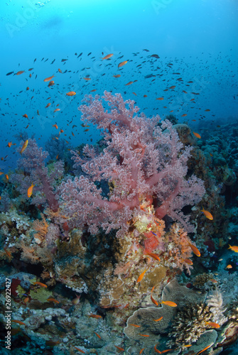 Colourful tropical reef © Mark Doherty