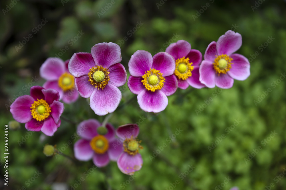 pink flowers