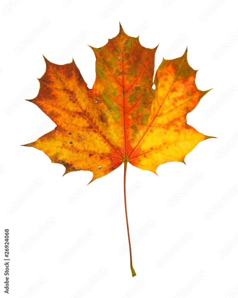 beautiful autumnal maple leaf isolated on white background beautiful autumnal maple leaf isolated on white background