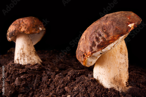 Porcini mushroom