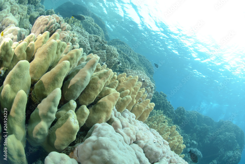 Vibrant and colourful tropical reef Vibrant and colourful tropical reef