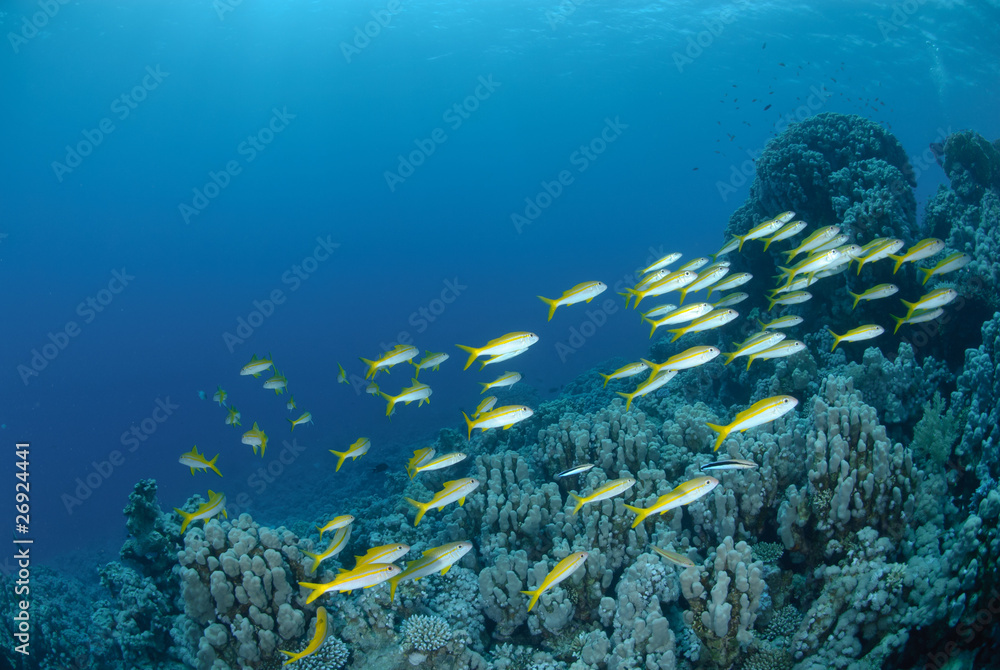 Naklejka premium Small school of Red sea goatfish