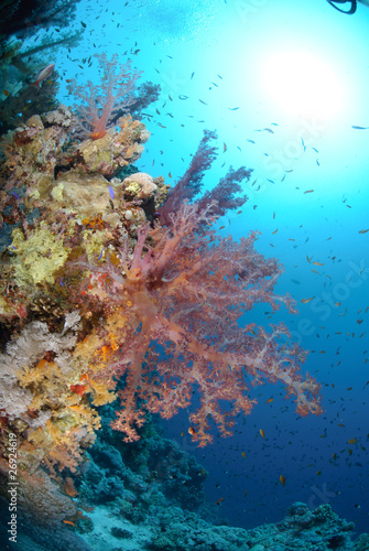 Fototapeta Naklejka Na Ścianę i Meble -  Vibrant and colourful tropical reef