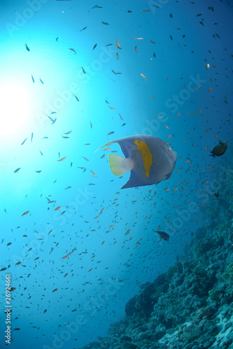 Fototapeta Naklejka Na Ścianę i Meble -  Yellow bar anglefish and coral reef and sun