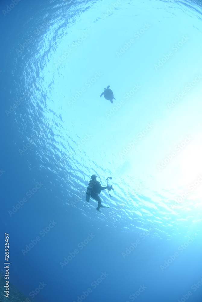 Fototapeta premium Silhouette of diver and Sea Turtle