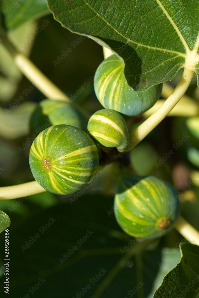 Fig tree Fig tree