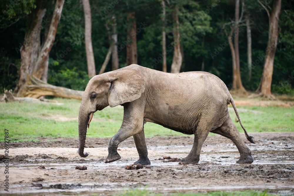 Obraz premium African Forest Elephant ( Loxodonta cyclotis).