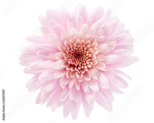 pink chrysanthemum