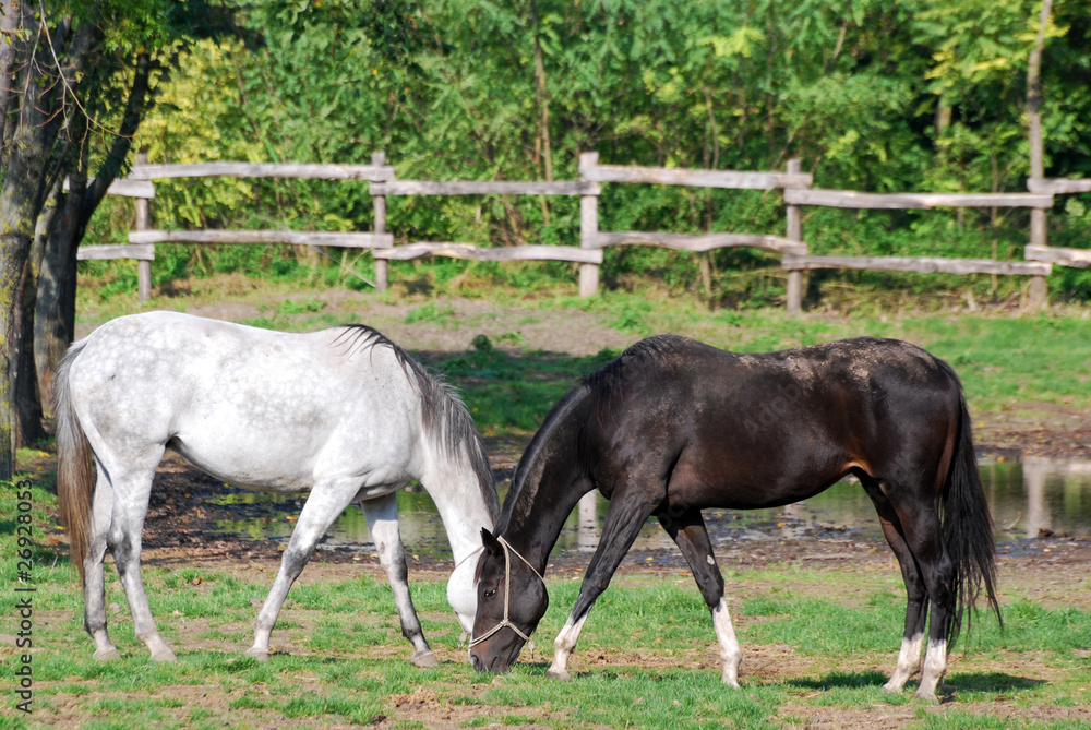 black and white horse black and white horse